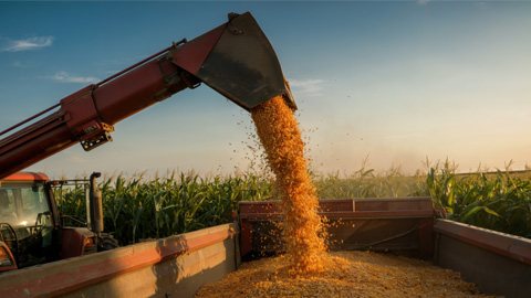 Combine harvester unloading corn into a trailer in a field, with corn kernels pouring from the chute and green plants in the background